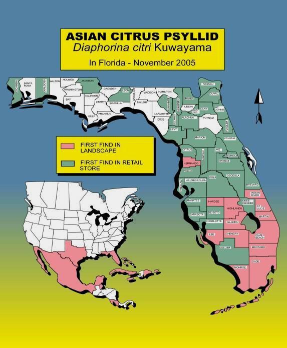 HOW DID THE PSYLLID SPREAD THROUGH FLORIDA? Distribution of the pest ACP was first detected in backyard citrus trees in south Florida in 1998.