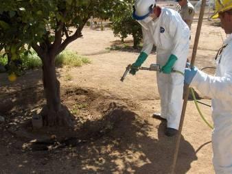 What happens when Asian citrus psyllids are found in a backyard?