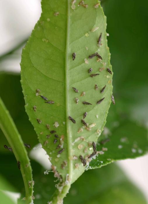 feeds on the next citrus tree or citrus-like plant The pest insect and the