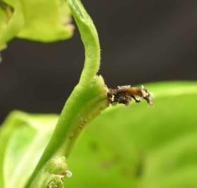 As the psyllid feeds, it injects a salivary