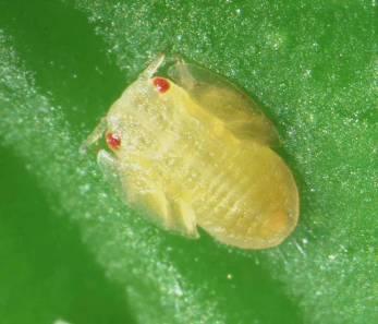 Nymphs can only survive by living on young, tender leaves and
