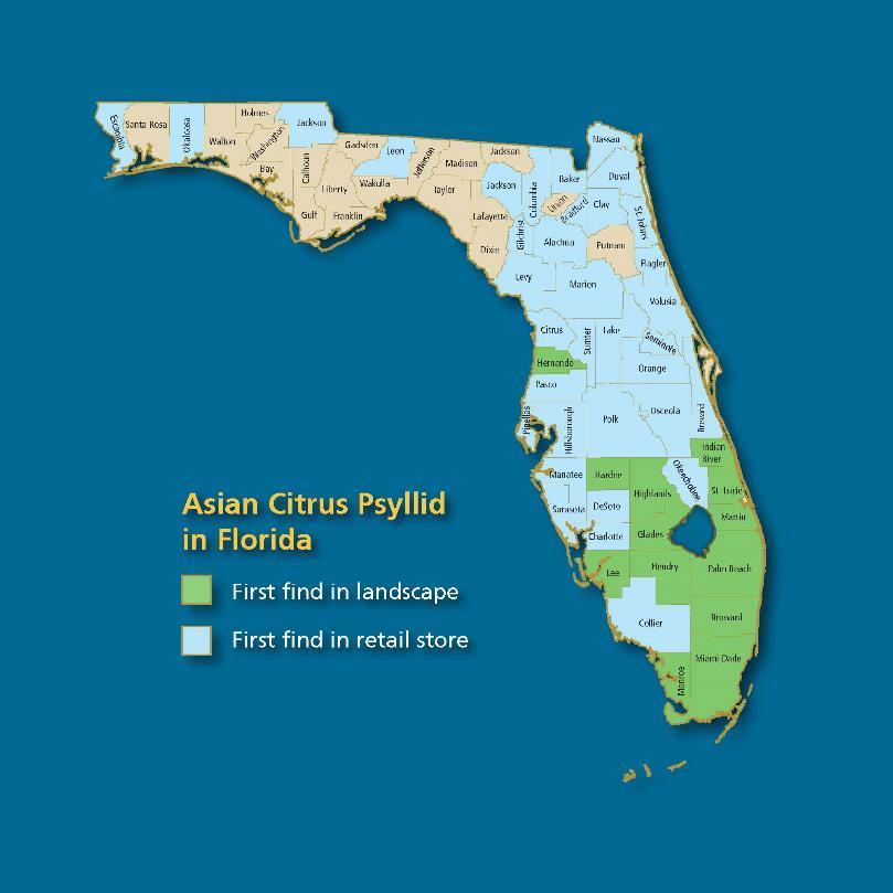 How did the psyllid spread through Florida? First detected in backyard citrus trees in southern Florida in 1998.