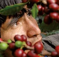 Fairtrade cukraus pagaminama Afrikoje ir Karibų jūros bei Ramiojo va