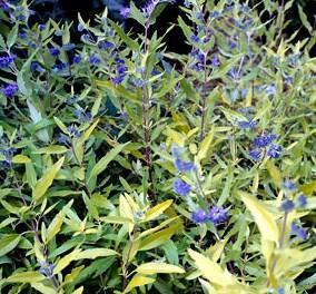 Caryopteris x clandonensis Worcester Gold Height: 3-6 feet deciduous shrub Blooms in late summer through autumn Color: golden-green leaves are mint-scented when