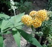 new wood Butterfly Bush Buddleia x Honeycomb Height: 5-7 feet deciduous shrub Blooms in late summer through autumn Color: creamy yellow honey-scented flowers