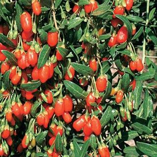 10 Goji Berry Lycium barbarum Height: 8-10 feet vining deciduous shrub to partial shade Blooms in early summer, followed by edible berries Color: flowers lavender and