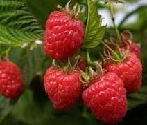 or dry like raisins Will benefit from improving soil with wood ash Needs well drained soil, self-pollinating and a bit thorny Raspberry Rubus idaeus Heritage Red