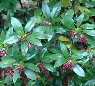 2 Florida Anise Illicium Floridanum Height: 7-8 feet, broad leaved evergreen shrub Plant in partial shade Blooms mid-spring Color: small dark red Decorative