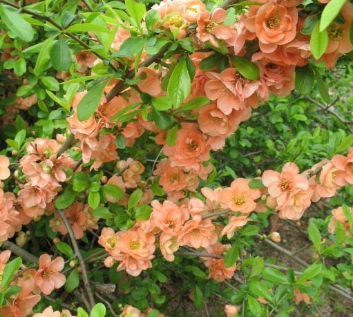 speciosa Cameo Height: 3-4 feet tall, 5-6 feet wide deciduous ornamental shrub to partial shade Blooms very early spring Color: coral apricot double flowers
