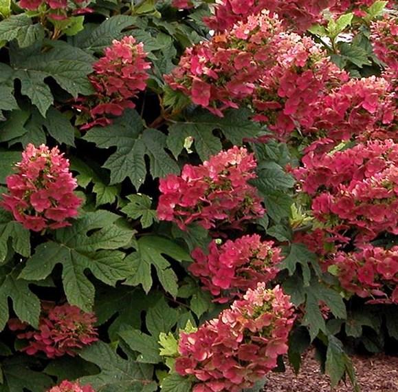 to partial shade Blooms in early through mid-summer Color: flowers open white then turn pale pink and deepen to rose, foliage dark green in summer turning