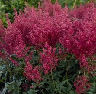 4 Astilbe Astilbe japonica Montgomery Height: 2 feet perennial Plant in partial to full shade Blooms in June to July Color: