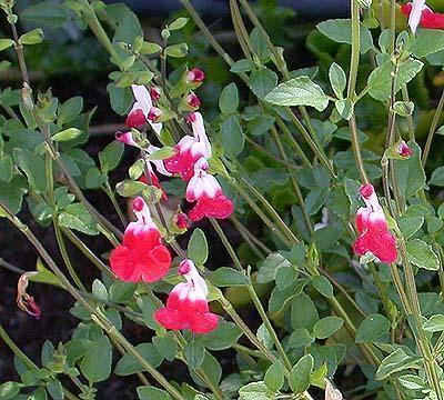 perennial to partial shade Blooms mid through late summer Color: red and white bicolor flowers Deer resistant and drought
