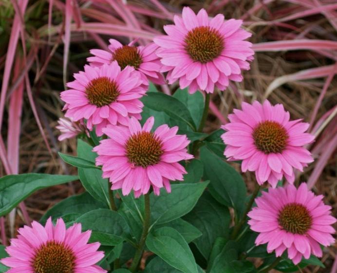 perennial Blooms all summer Color: magenta pink double Upright vigorous branching plant, very free flowering This cultivar
