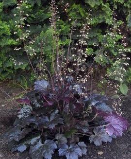 5 Coral Bells Heuchera Blackout Height: 9 inches perennial Plant in partial sun for darkest leaf color, well drained Blooms in early through mid summer Color: shiny