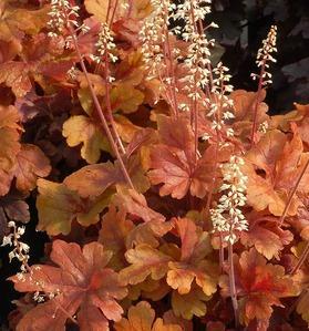 semi-evergreen Foamy Bells x Heucherella Buttered Rum Height: 6 inches perennial Plant in partial sun for brightest leaf color, but can also plant in shade, well