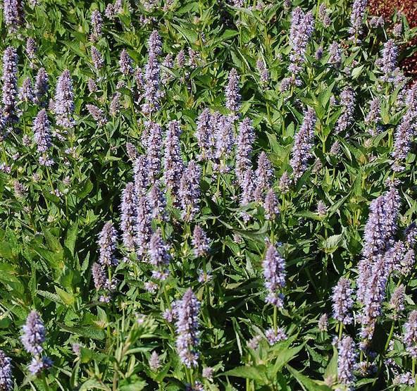 6 Hyssop Agastache x Blue Fortune Height: 2-3 feet perennial to partial shade Blooms repeatedly mid-summer through autumn Color: light