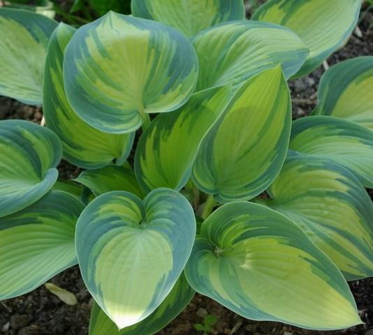 (plus bloom stalk) perennial Plant in shade in moist soil, but for best leaf color give morning sun Blooms in summer Color: leaves