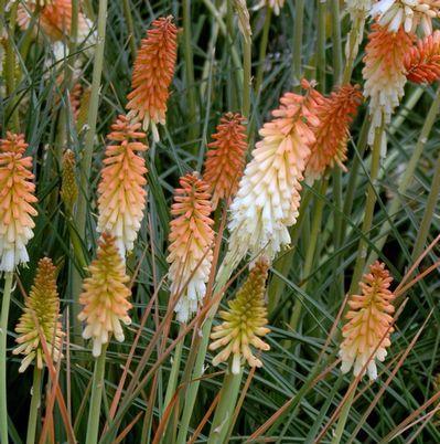 perennial, evergreen Blooms in early summer, and reblooms until autumn Color: two-toned, orange on top with creamy white near stem Grassy