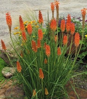 7 Red Hot Poker Kniphofia Echo Rojo Height: 3-4 feet perennial, evergreen Blooms in early summer, and reblooms until autumn Color: deep reddish orange
