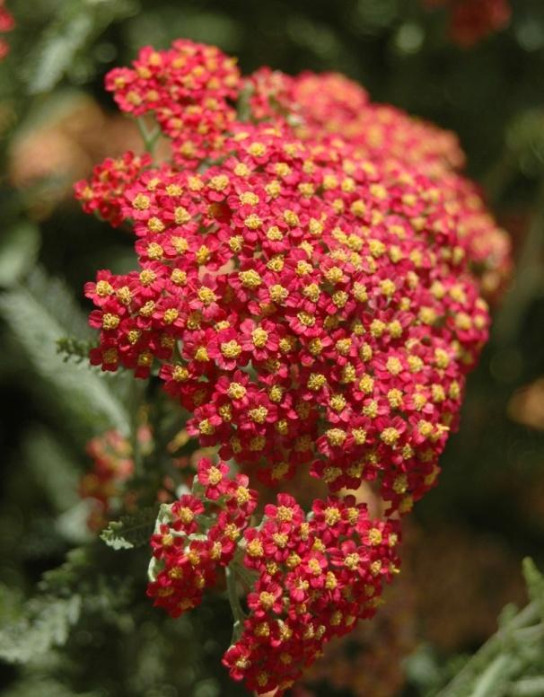 Dahlonega Yarrow Achillea millefolium Paprika Height: 2-3 feet perennial Blooms all summer Color: cherry-red flat heads of small flowers with gold