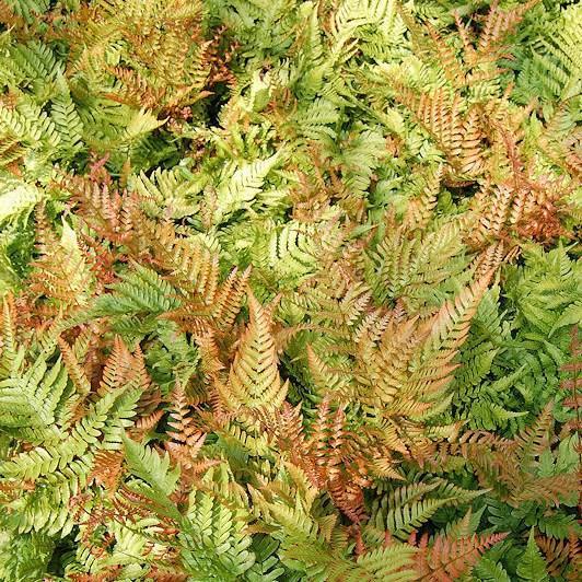 rabbit resistant FERNS Autumn Fern Dryopteris erythrosora Height: 18 inches perennial (space 18 inches apart for full ground cover) Plant in part to full