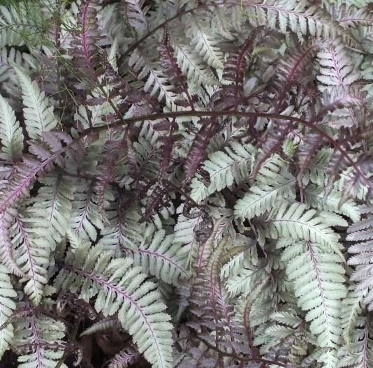 8 Japanese Painted Fern Athyrium niponicum Pictum Height: 18 inches perennial (space 18 inches apart for full ground cover) Plant in part to full shade Fronds silver/gray