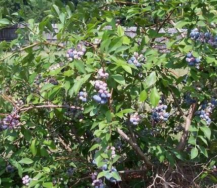 deciduous shrub, Austin 4-6 feet tall and 6-8 feet wide in moist, well-drained acid soil Berries ripen June to August (both early season blueberries) Good landscape shrub with