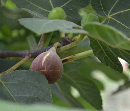 to set fruit. You will need to plant more than one variety for cross-pollination to occur.