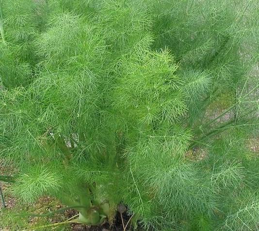 regularly first year Florence Fennel (culinary anise) Foeniculum vulgare Height: 2 feet first year, 3 feet second year with flowers, biennial Blooms all second summer Color: