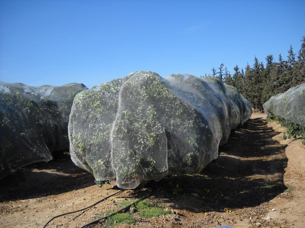 Orri net cover- to prevent wind