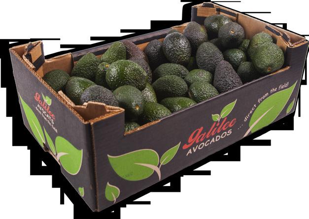 com Avocado Hass Also available Organic Avocado Sizes