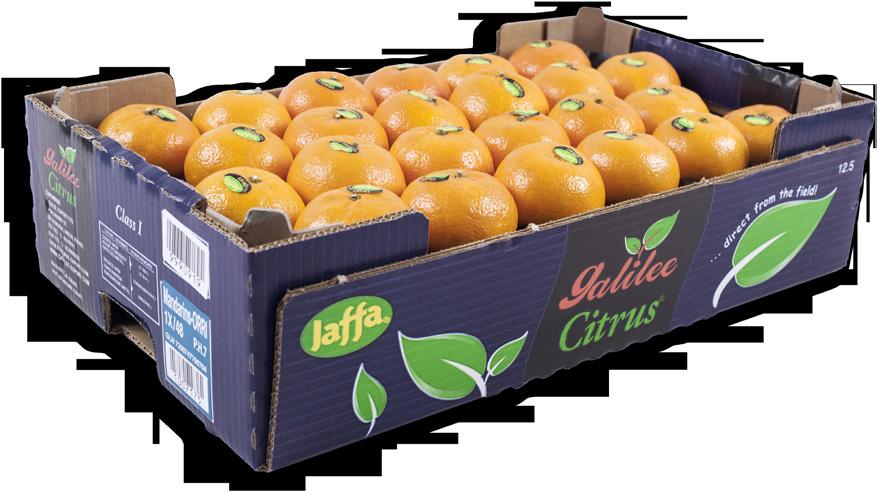 Mandarins & Clementines Rafi Zuri - Product Manager - Citrus Tel: +972-3-6539018 Mobile: +972-54-4859346 Email: rafi.z@galil-export.