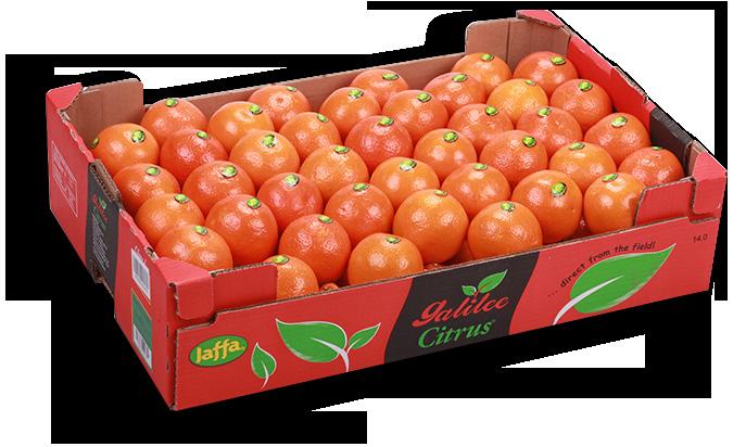 Mandarins & Clementines Rafi Zuri - Product Manager - Citrus Tel: +972-3-6539018 Mobile:
