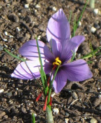 Summary Saffron yield higher in crates than in raised beds. Saffron yield greater in high tunnels than in fields in Iran and Spain. In 2015 saffron quality similar to other products.