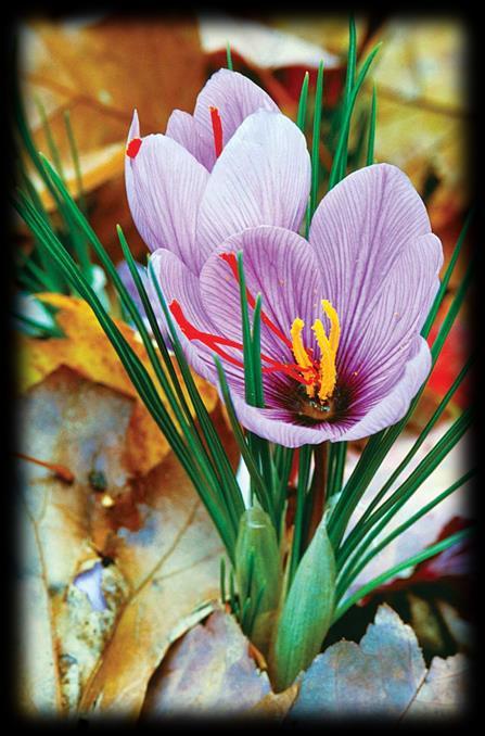What is Saffron? Crocus sativus (=cultivated) The most expensive spice in the world over $3,000-9,000/lb!