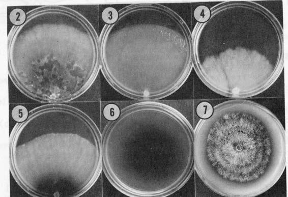 147 Cultural Characteristics: Growth on malt extract- agar (MEA) slow to medium, 15-30 mm diam/week at 25 C; advancing zone white and woolly, mat (Figs.