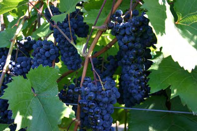Willsboro Wine Trial Completes 6 th Growing Season Kevin Iungerman Northeast New York Fruit Program Cornell Cooperative Extension Much has been written over the past several Veraison to Harvest