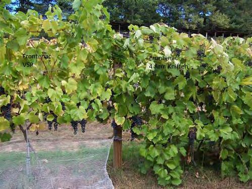 many TA s at single digits. All vines were harvested by September 24 as compared to early- to mid-october in past years. Could we have kept them on longer?