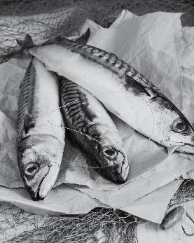 Mackerel is fast coming back into favour thanks to successful efforts to increase the numbers off the south coast.