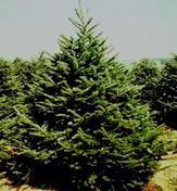 Balsam fir Colorado blue spruce Abies balsamea 40-80 Picea pungens 30-60 It is one of the more important