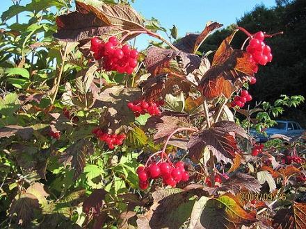 American cranberry Arrowwood Viburnum trilobum Viburnum dentatum 8-12 3-9 Multi-stemmed shrub.