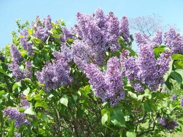 Lilac Sawtooth oak Syringa vulgaris 8-12 Quercus acutissima 40-60 A leggy, upright