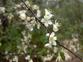 Prunus tomentosa 6-10 Nanking cherry Rubus darrow 2-5 Blackberry The beautiful exfoliating bark and fragrant flowers