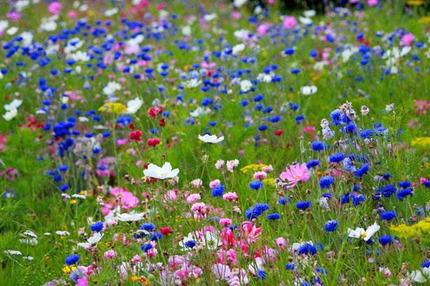 Designed specifically to brighten mature wildflower plantings, bringing back the range of colors that may be lost by natural selection.