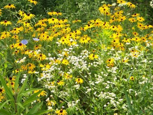 A balanced blend of perennial and annual species designed to perform in a wide variety of growing conditions with a full spectrum of color and bloom