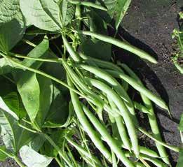 There are two common types of snap beans: bush beans and pole beans.