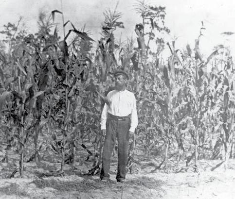 grow Indian corn or maize from the American Indians.