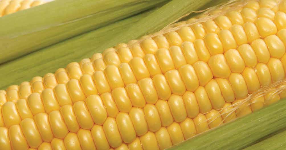 Let s take a short drive north to Palm Beach County to learn about sweet corn.