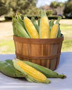 Corn harvesting machinery Sweet corn was grown by the American Indians and first collected by European settlers in the