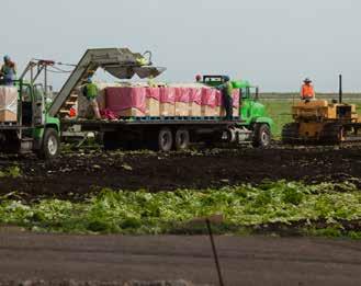 14 Packing lettuce UF/IFAS File Photo Lettuce is